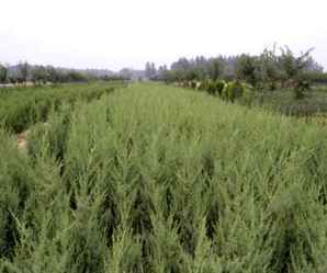 刺柏的种植要点，刺柏种植