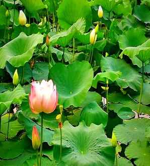 荷花是什么颜色，荷花是什么颜色在夏天有什么特点