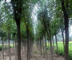 白蜡树价格表最新，白蜡树的最新市场价