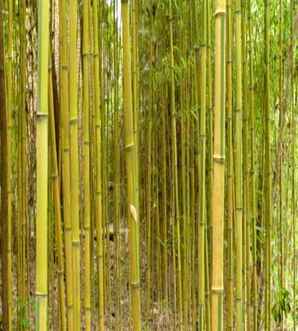 野生金镶玉竹和紫竹，金镶玉竹和紫竹区别