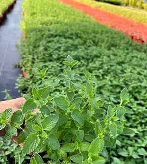 猫薄荷照片，一株猫薄荷