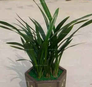 墨兰怎么养才能开花，墨兰怎么养才能开花