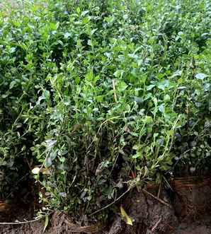 小叶扶芳藤盆栽种植方法，小叶扶芳藤的分布与作用