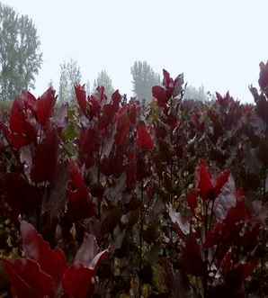 红叶杨树产地8公分苗价格，红叶杨树小苗基地在哪里