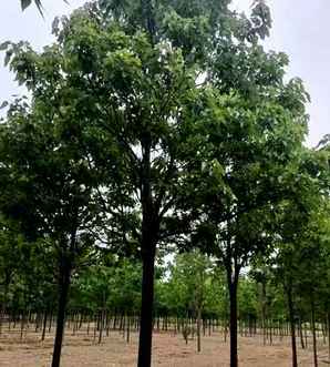 我国有哪些楸树育苗基地，楸树种子最新育苗技术