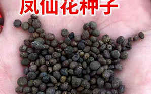 凤仙花种子批发价格表，七彩凤仙花种子价格
