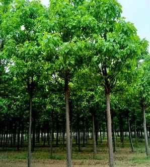我国有哪些楸树育苗基地，楸树种子最新育苗技术