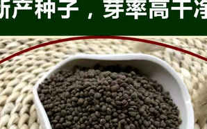 凤仙花种子批发价格表，七彩凤仙花种子价格