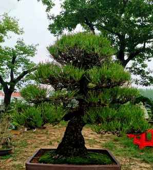 日本五针松哪里多？，日本五针松秋冬换季黄叶