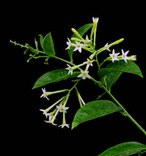 陌上花开夜来香，夜来香开花时间