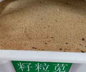 籽粒苋种子多少钱一斤，籽粒苋种子多少钱一克