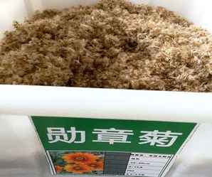 勋章菊种子怎么卖的，勋章菊种子排行榜