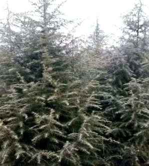 雪松的基地，雪松苗基地批发