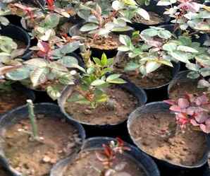 月季花花苞培育方法，月季花的区分与培育