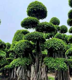 榕树盆景图片，姒曟爲鐩嗘櫙鍥剧墖澶у叏鎵瑰彂