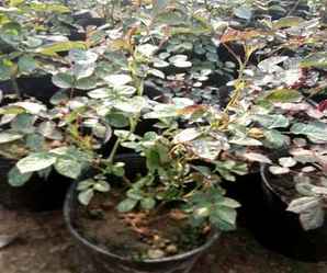 月季花花苞培育方法，月季花的区分与培育
