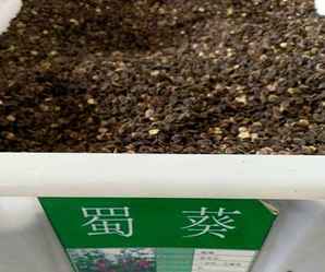 蜀葵种子多少钱一斤，蜀葵幼苗多少钱一斤