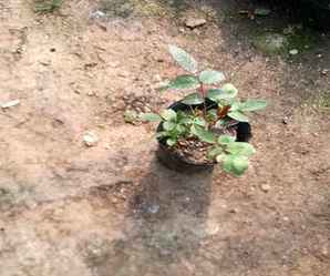 月季花花苞培育方法，月季花的区分与培育