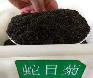 江苏蛇目菊花卉种子，蛇目菊种子多少钱一斤