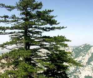 大理华山松种植基地，华山松的种植方法