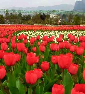 郁金香花海，郁金香花海详细教程
