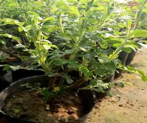月季花花苞培育方法，月季花的区分与培育