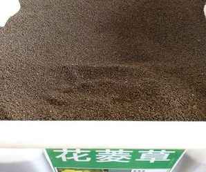 花菱草种子价格表，花菱草种子什么季节成熟