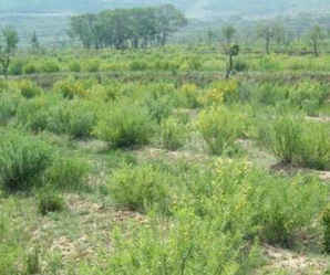 柠条种子种植间距，普通柠条种子种植技术