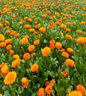 杭州金盏菊培育基地，金盏菊培育