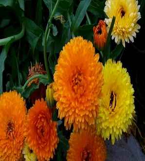 杭州金盏菊培育基地，金盏菊培育