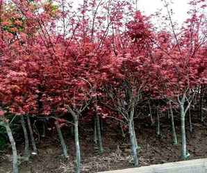 日本红枫推荐五种，日本红枫的成名之路