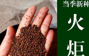 火炬花种子多少钱一斤，火炬花多少钱一株