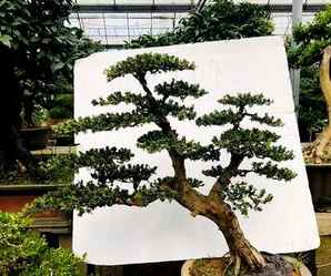 缃楁眽鏉惧井鍨嬪皬鐩嗘櫙鍥剧墖，罗汉松盆景能长多高啊