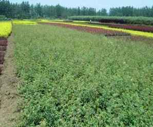 白残花入蔷薇，蔷薇残花怎么修剪
