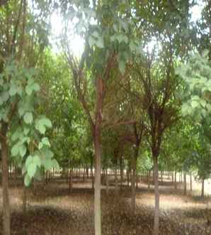 处理重阳木基地，重阳木基地