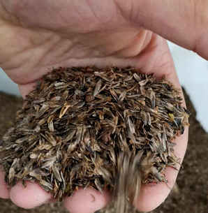 枫香树种子播种方法，枫香树种子多久成熟播种