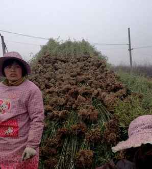 早园竹基地图片，早园竹基地