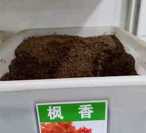 枫香树种子批发市场地址，枫香种子批发基地在哪里