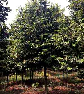 山茶花什么时候开花什么时候修剪，山茶花什么时候开花