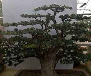 雀舌罗汉松盆景，罗汉松盆景简介