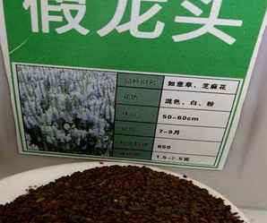 四川假龙头种子价格，假龙头种子多少钱一颗