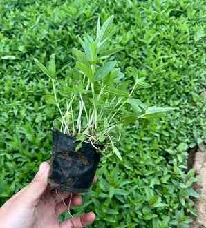 千屈菜根茎，千屈菜图片