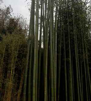 竹子苗，竹子苗围栏庭院