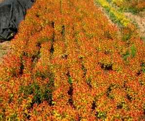 金山绣线菊是草本还是花卉，年最新的金山绣线菊价格表