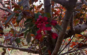 红宝石海棠盆景矮化品种，红宝石海棠是什么品种