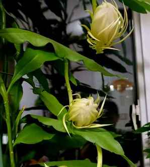 昙花开花时间，昙花开花时间长不长