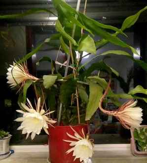 昙花开花时间，昙花开花时间长不长