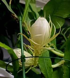 昙花开花时间，昙花开花时间长不长