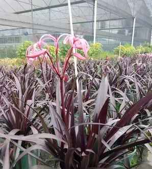 文殊兰从种植到开花需要几年，紫叶文殊兰种子种植时间