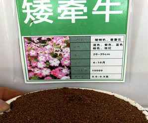 矮牵牛种子哪里有卖，矮牵牛花重瓣的种子